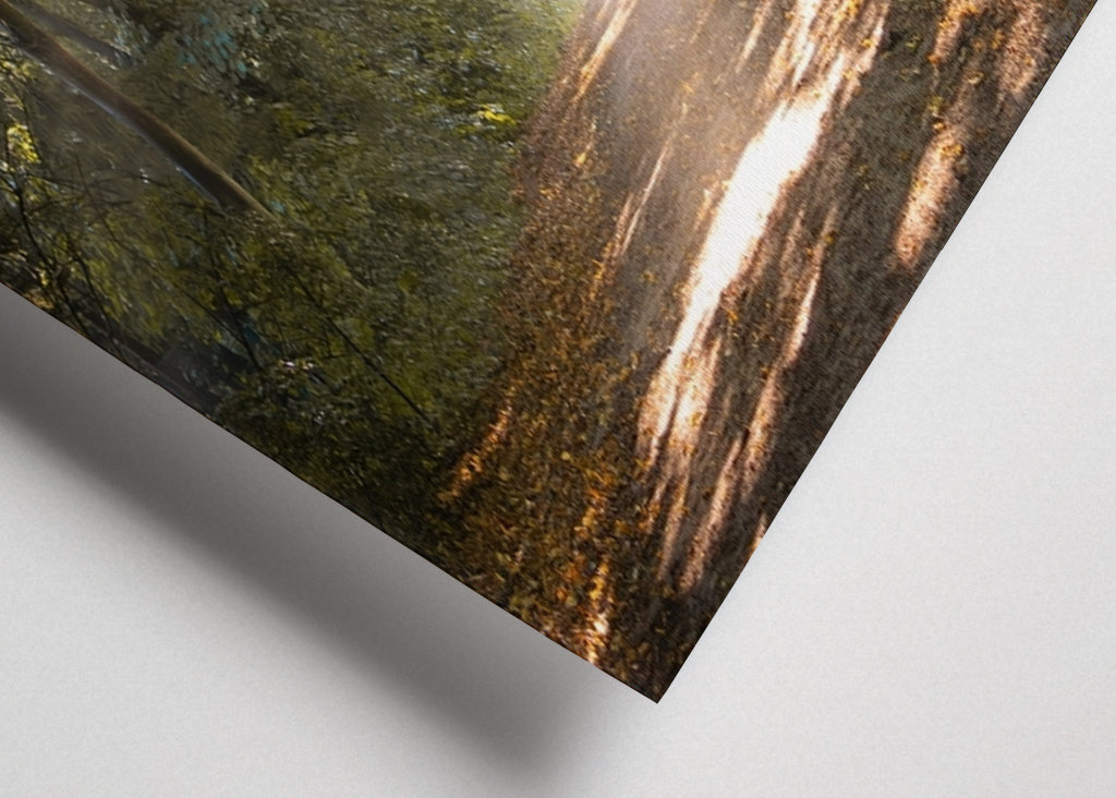 Morning mist in the forest