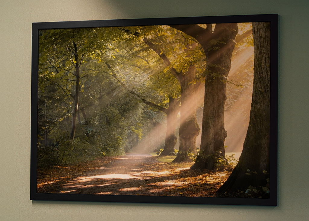 Morning mist in the forest