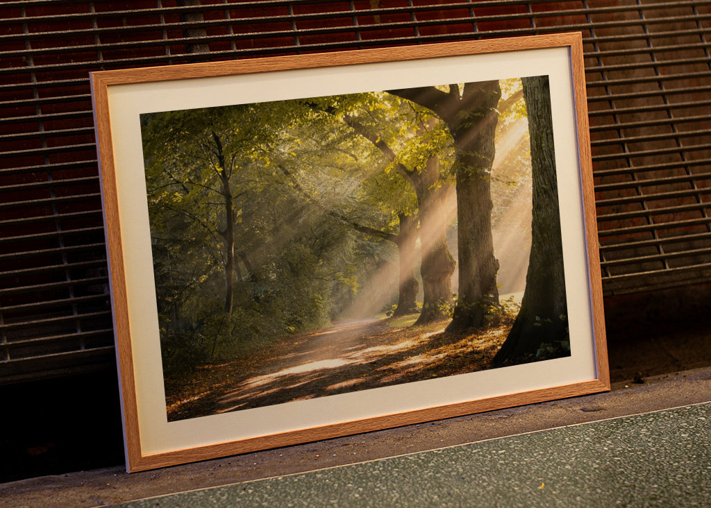 Morning mist in the forest