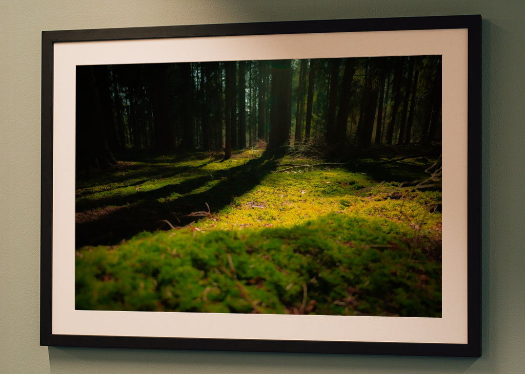 Moss covered forest floor