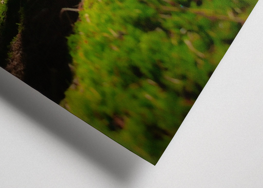 Moss covered forest floor