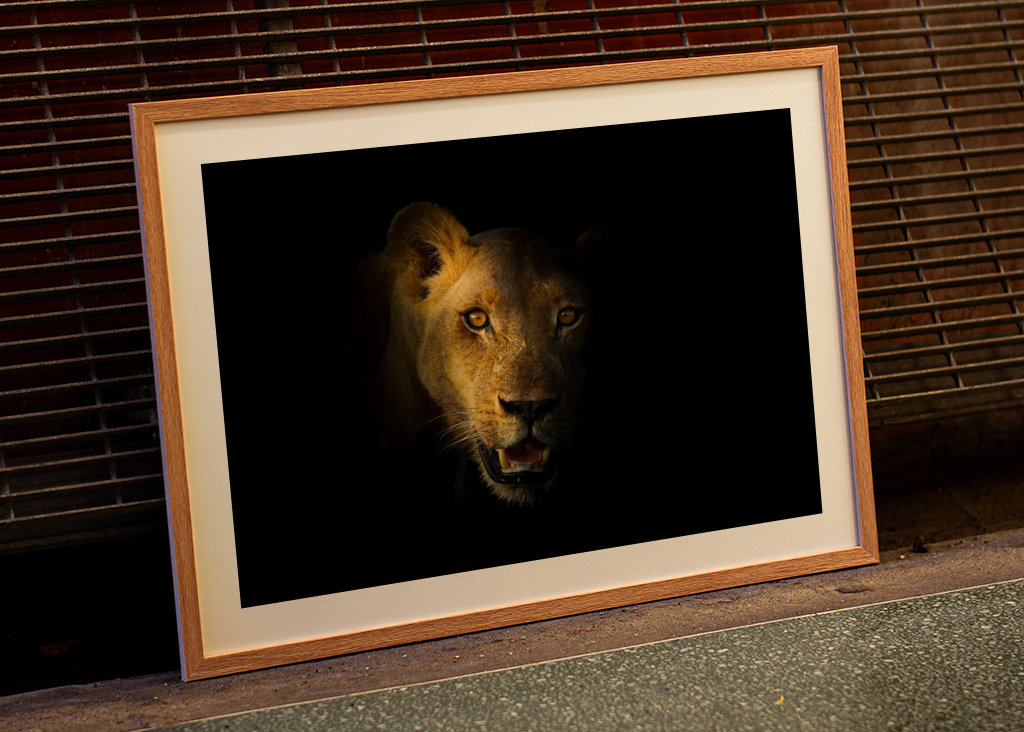 Löwe im Dunkeln