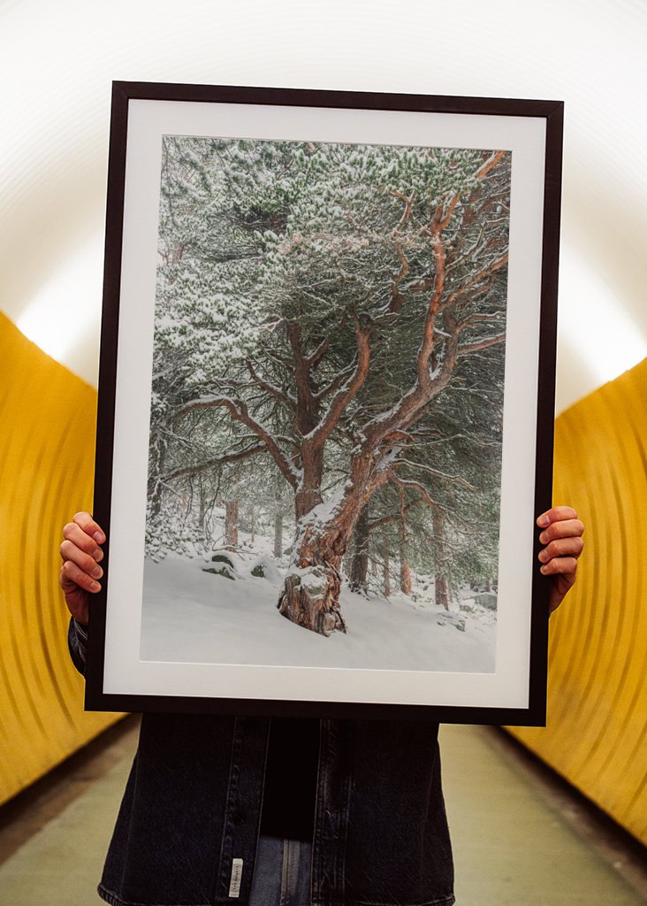 Panoramic winter tree, Skjåk, 