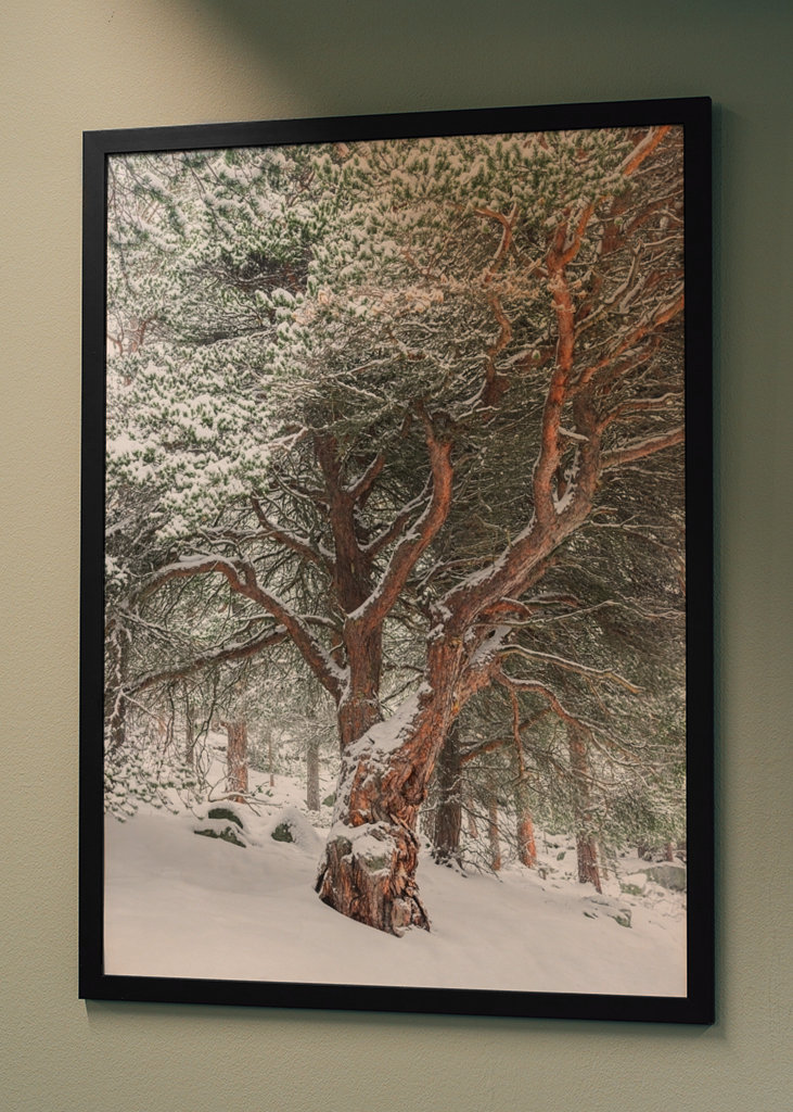 Panoramic winter tree, Skjåk, 