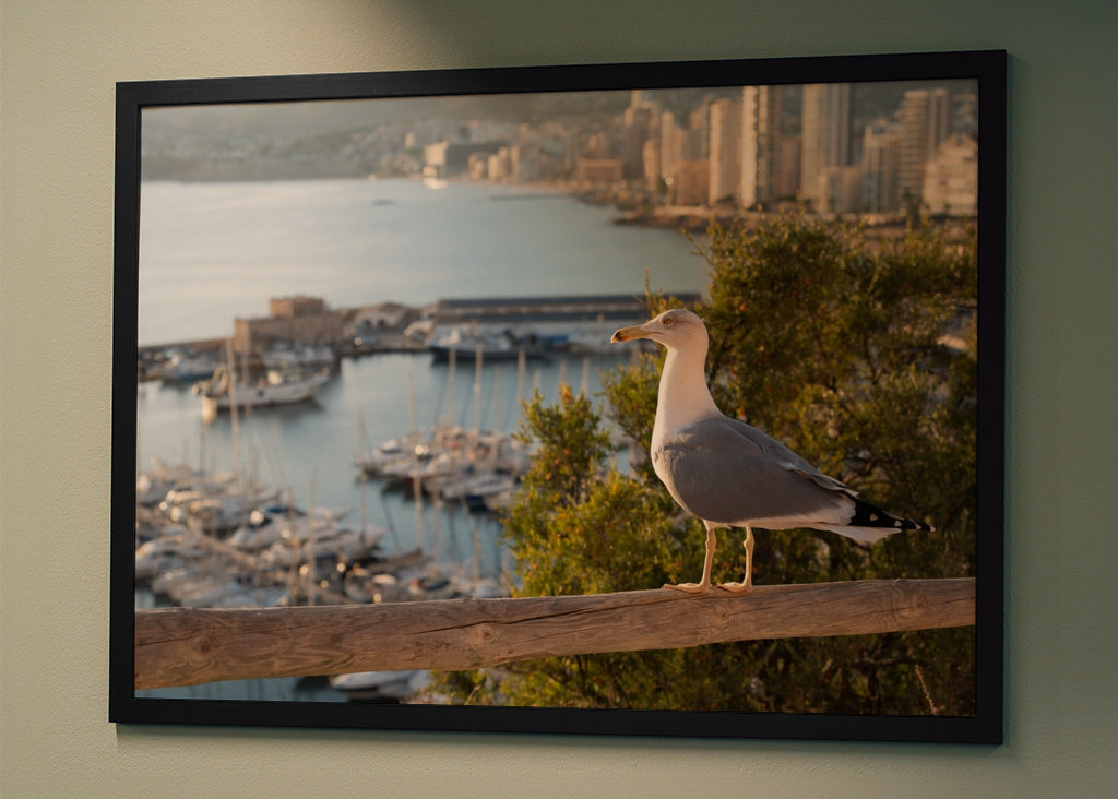 Seagull and marina in Calpe