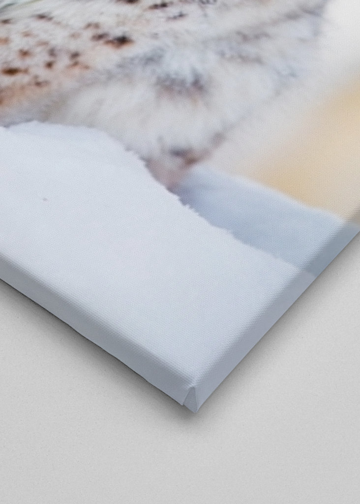 Lynx Cub in Winter Wonderland