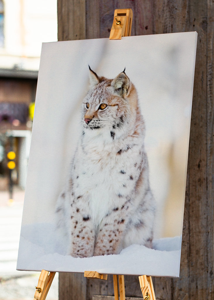 Lynx Cub in Winter Wonderland