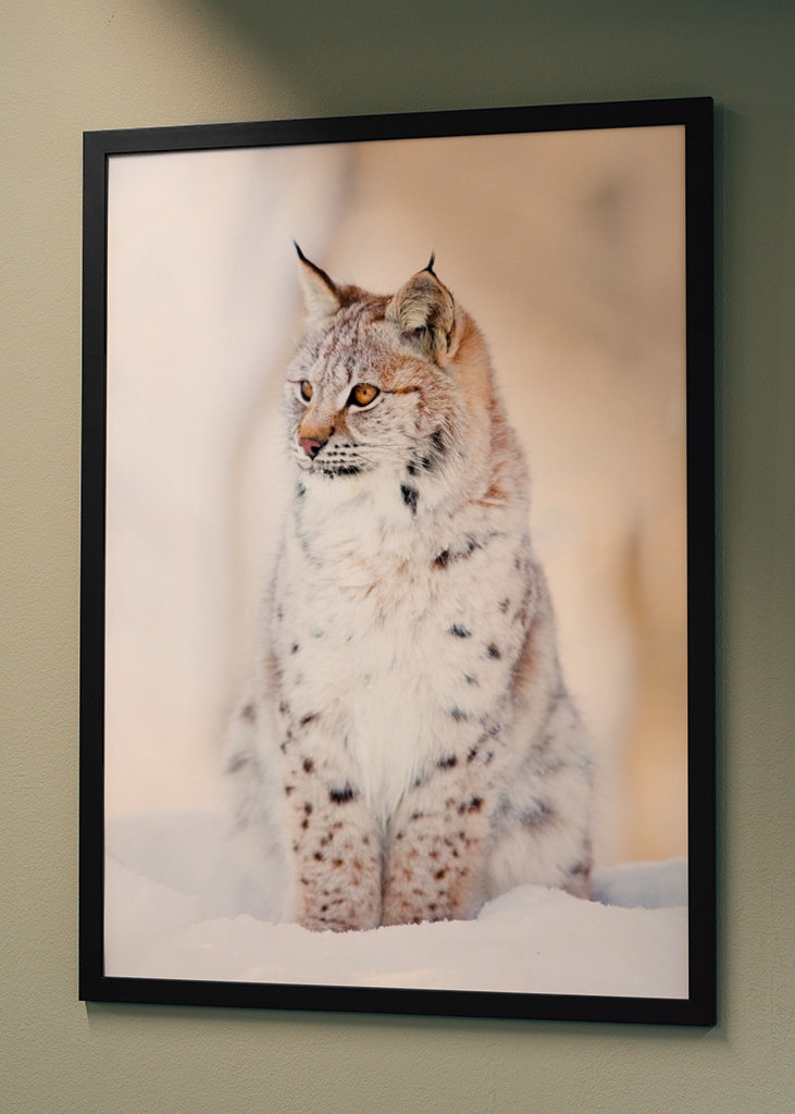 Lynx Cub in Winter Wonderland