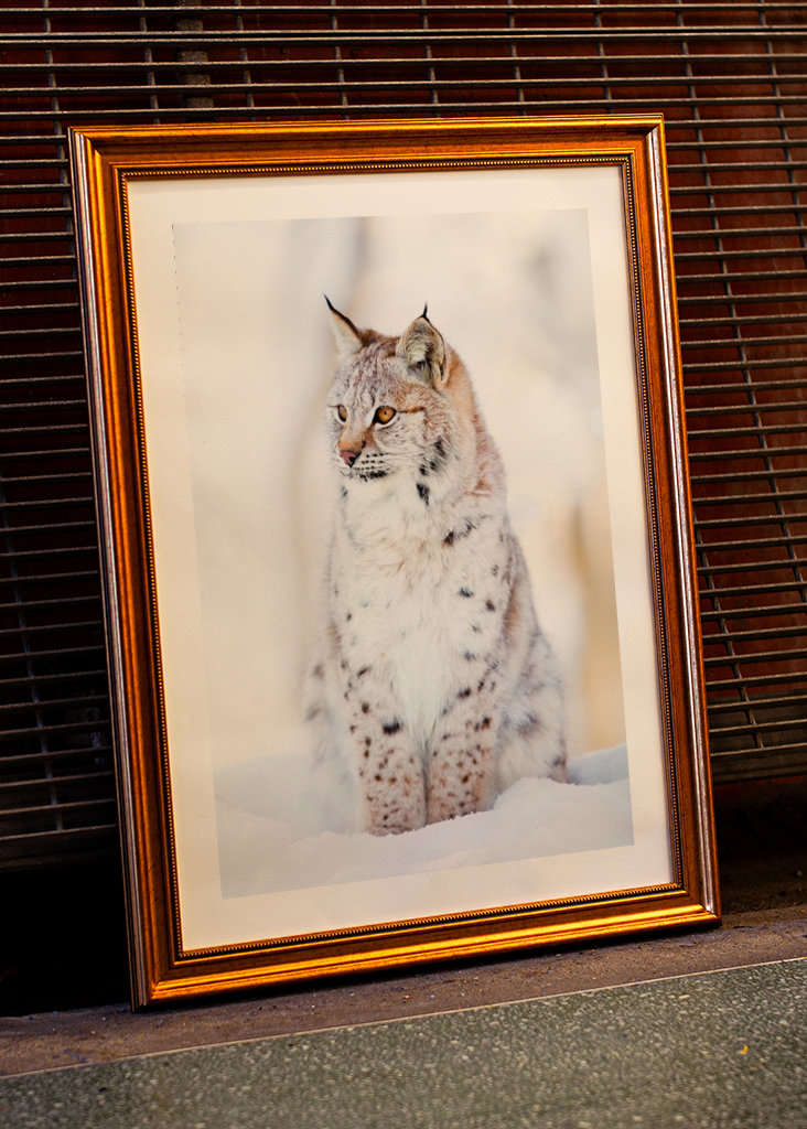Lynx Cub in Winter Wonderland
