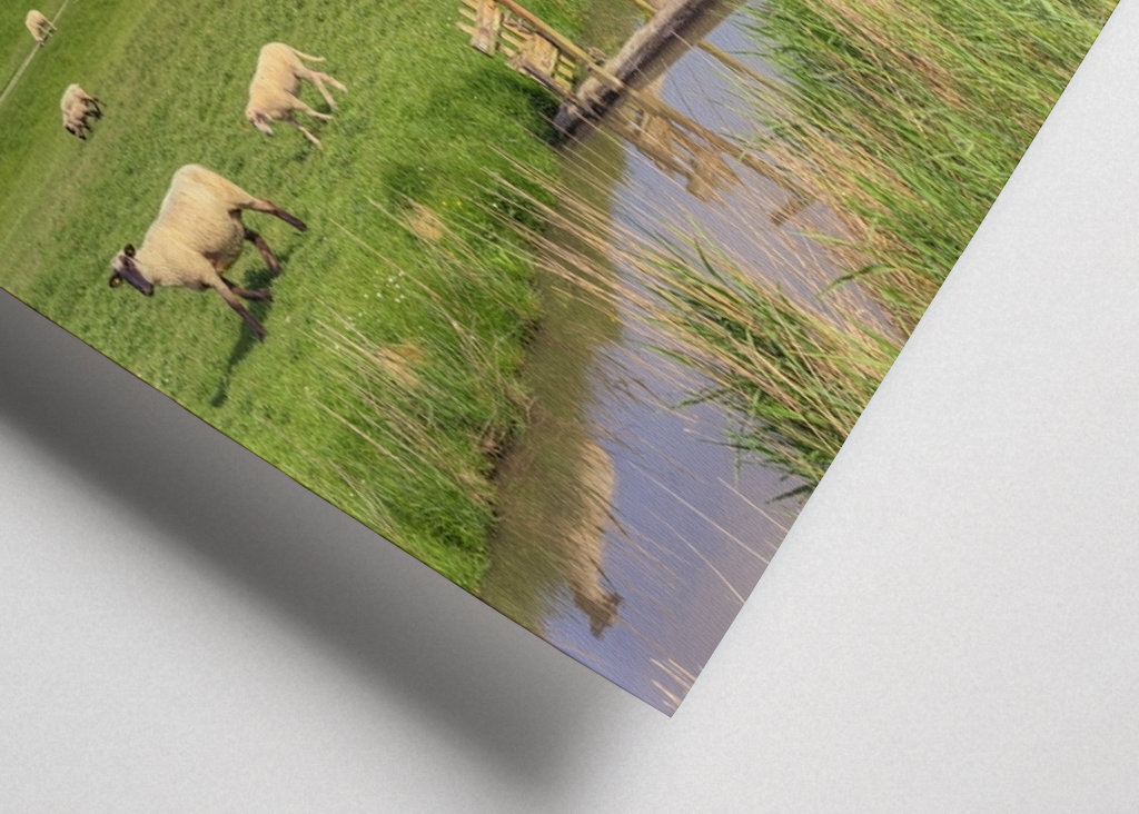 Stádo oviec vo východnom Fríziu