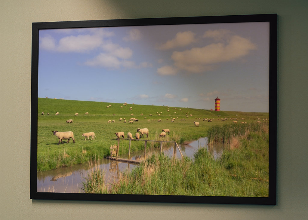 Stádo oviec vo východnom Fríziu