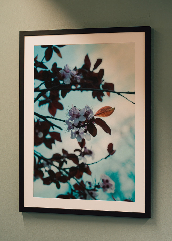 Mandeltræer i blomst