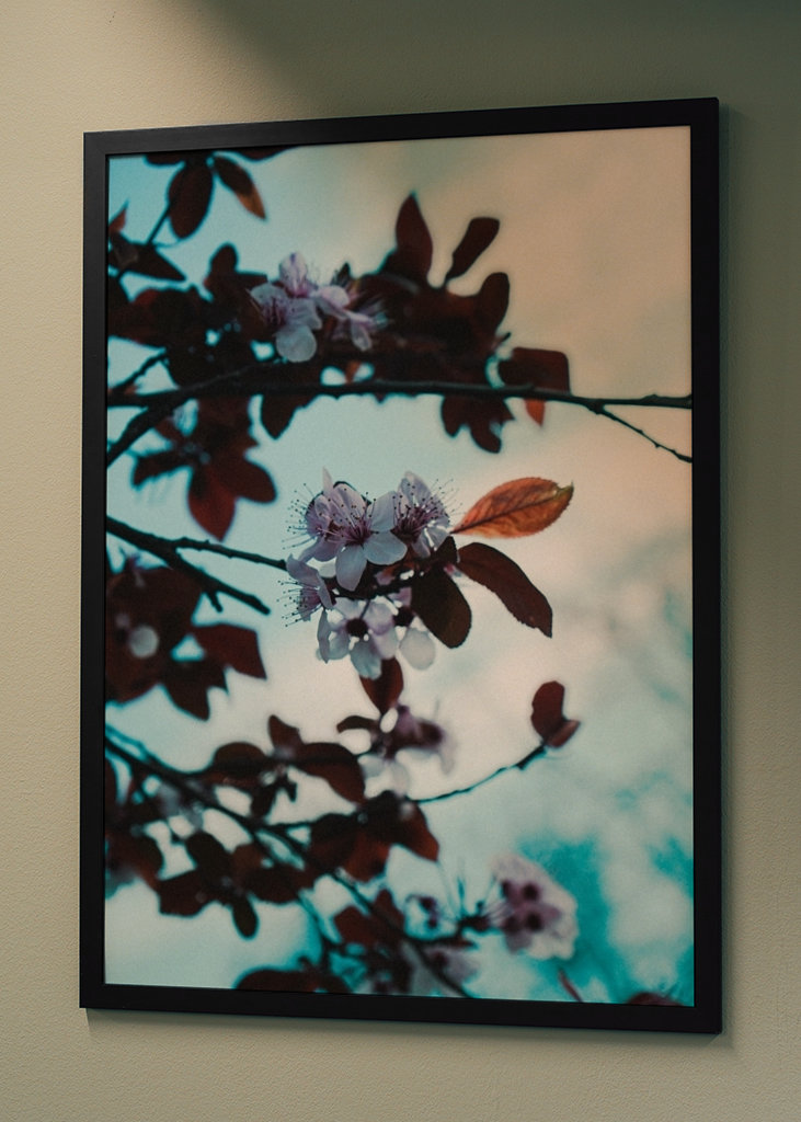 Mandeltræer i blomst