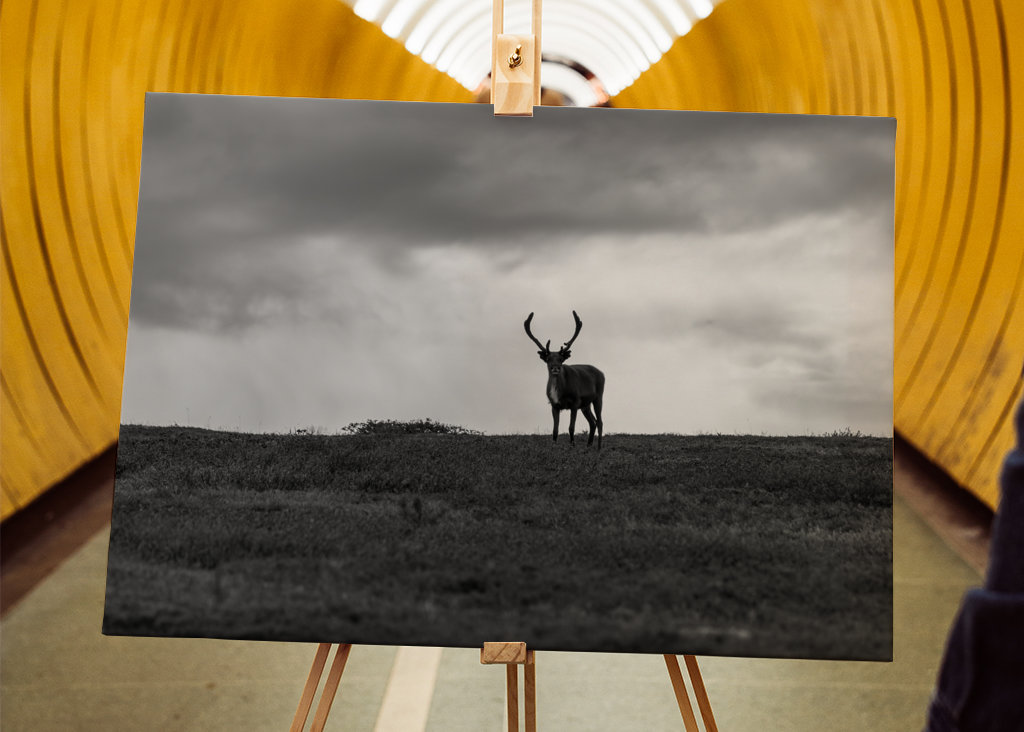 Black & White reindeer