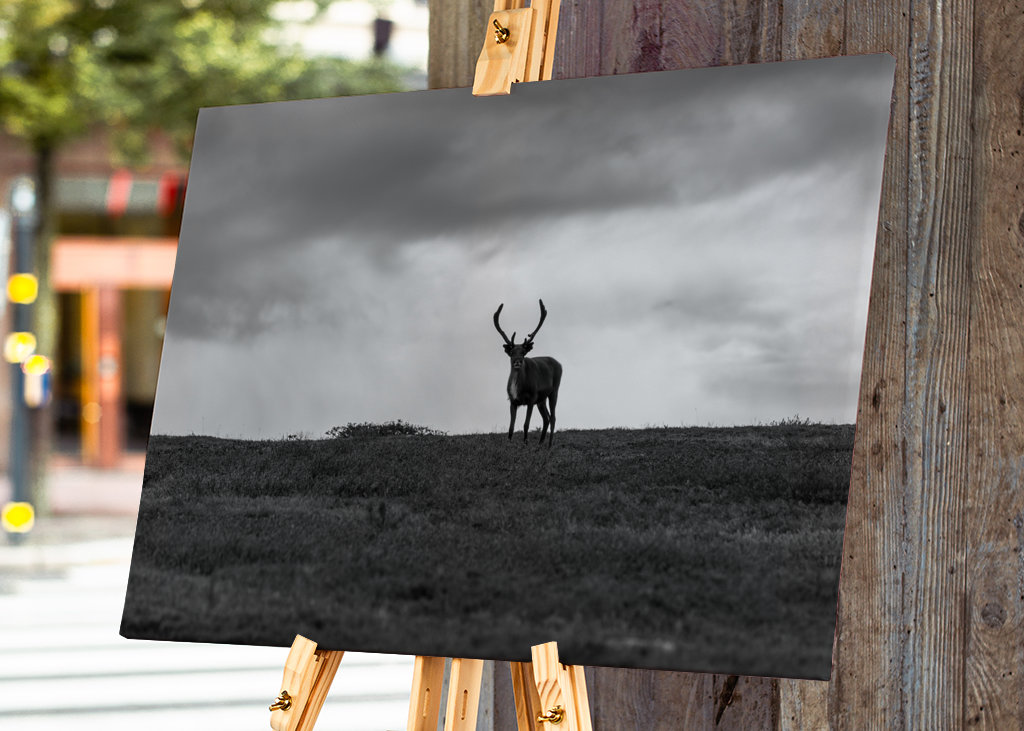 Black & White reindeer