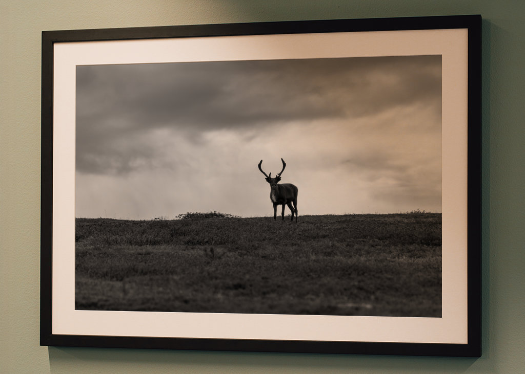 Black & White reindeer