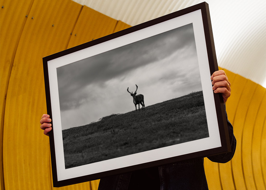 Black & White reindeer