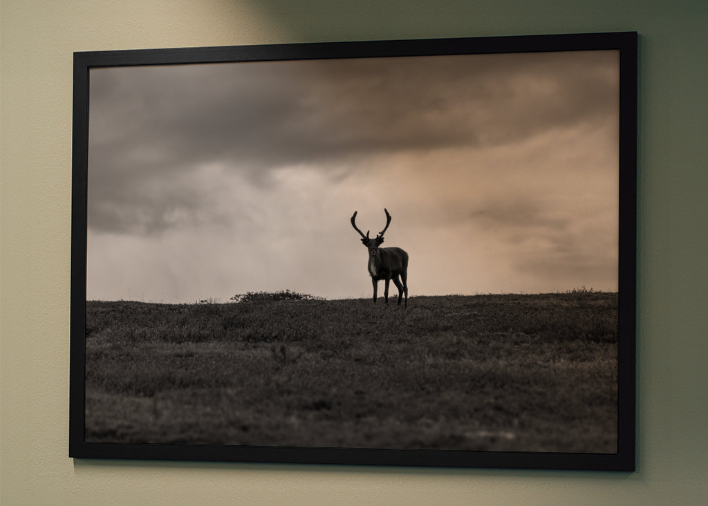 Black & White reindeer