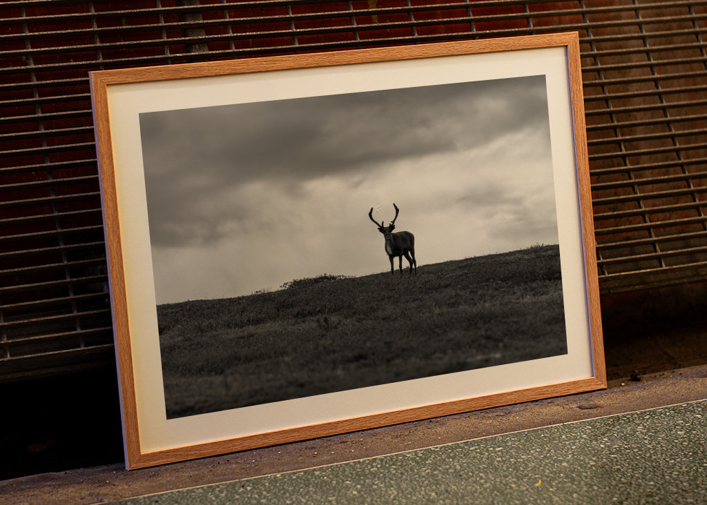 Black & White reindeer