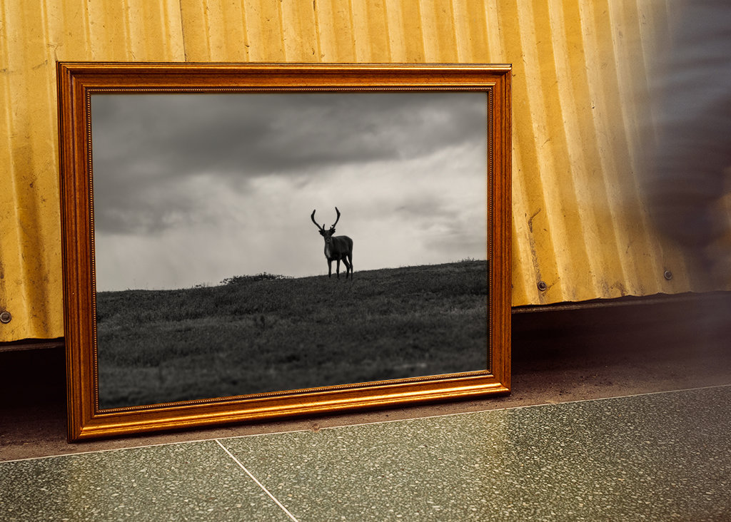 Black & White reindeer