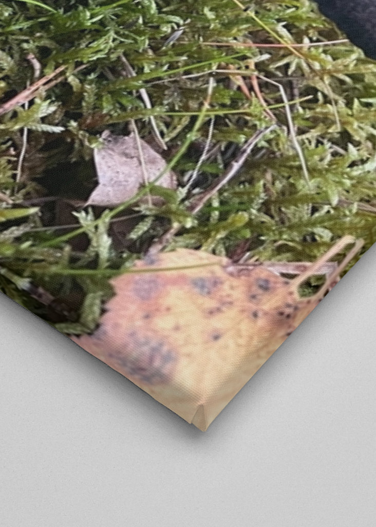 Schwarzer Trompetenpilz 