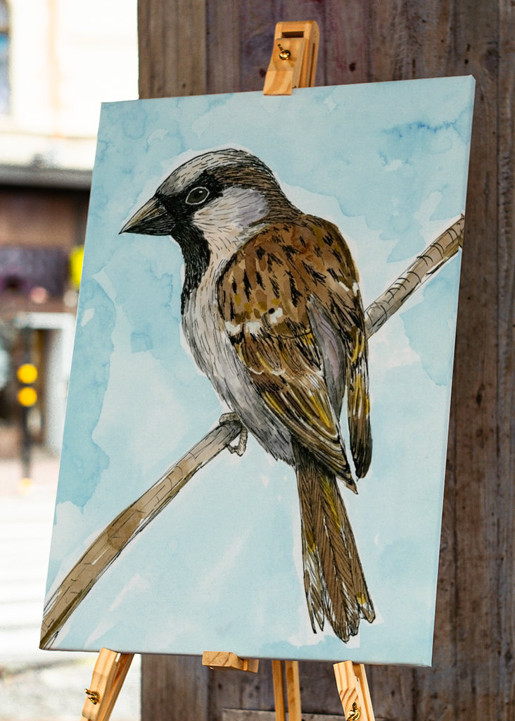 Disegno a inchiostro colorato del passero domestico