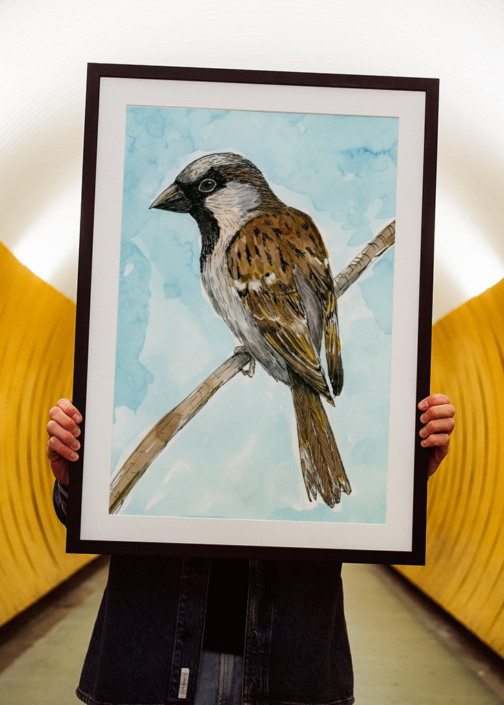 Disegno a inchiostro colorato del passero domestico