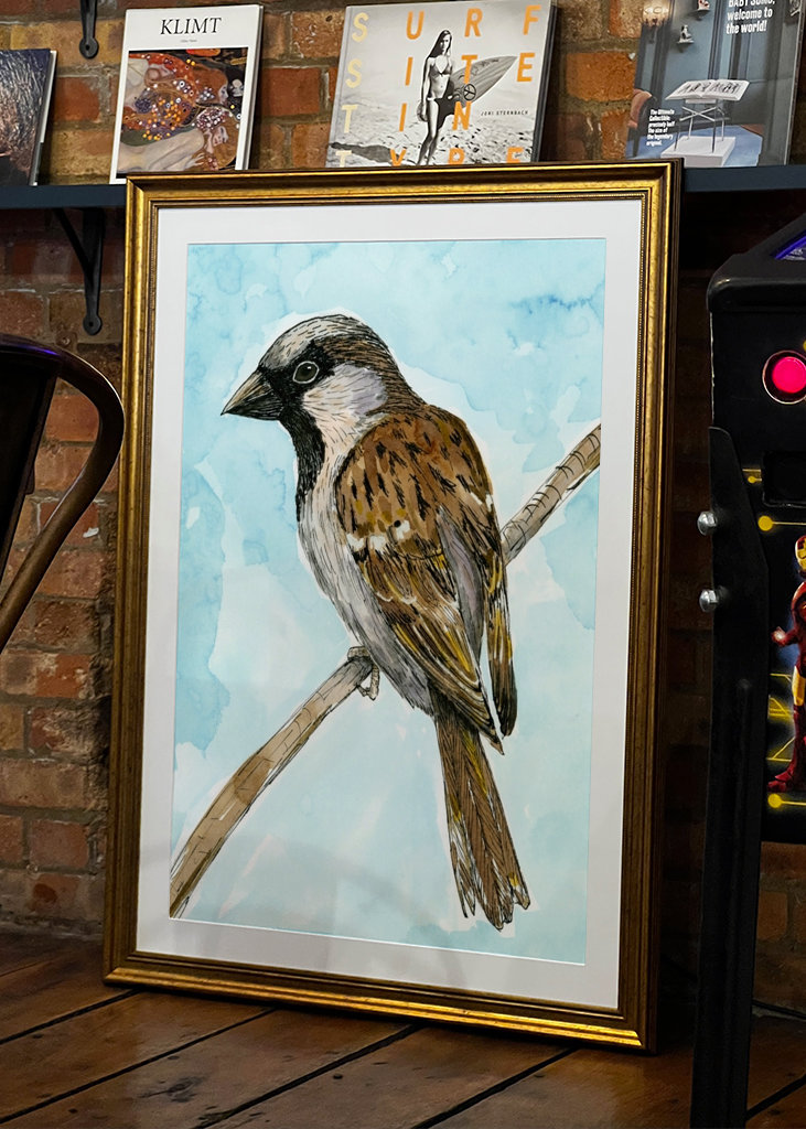 Disegno a inchiostro colorato del passero domestico