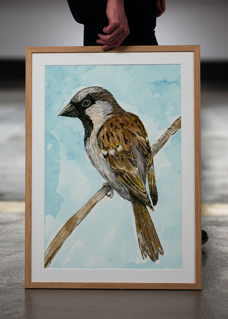 Disegno a inchiostro colorato del passero domestico