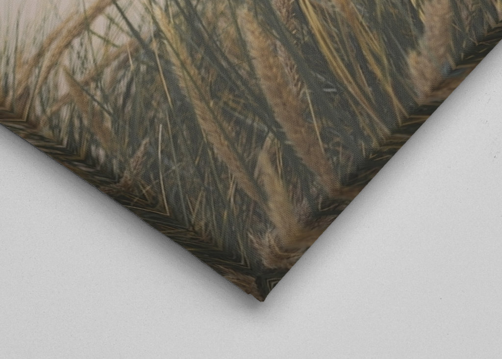 Windzerzaustes Dünengras