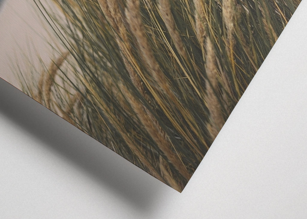 Windzerzaustes Dünengras