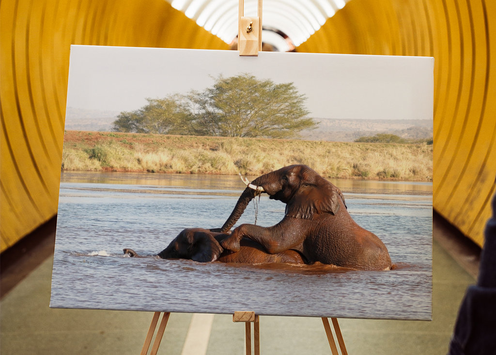 Baigner les éléphants