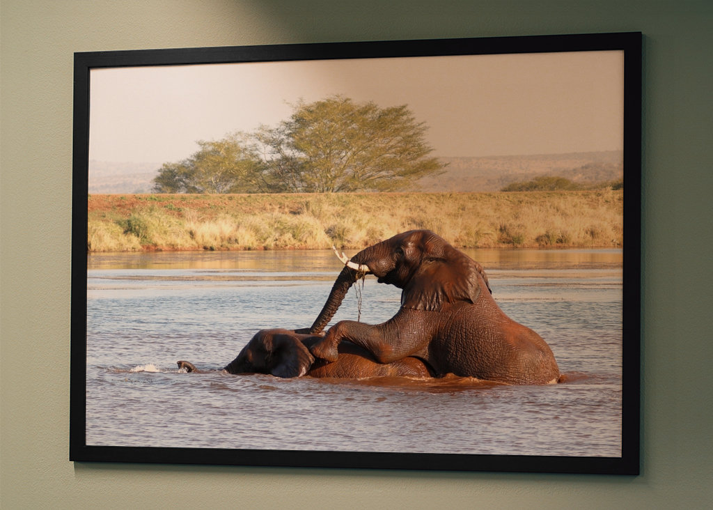 Baigner les éléphants