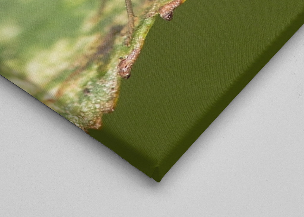 Drosophila Melanogaster