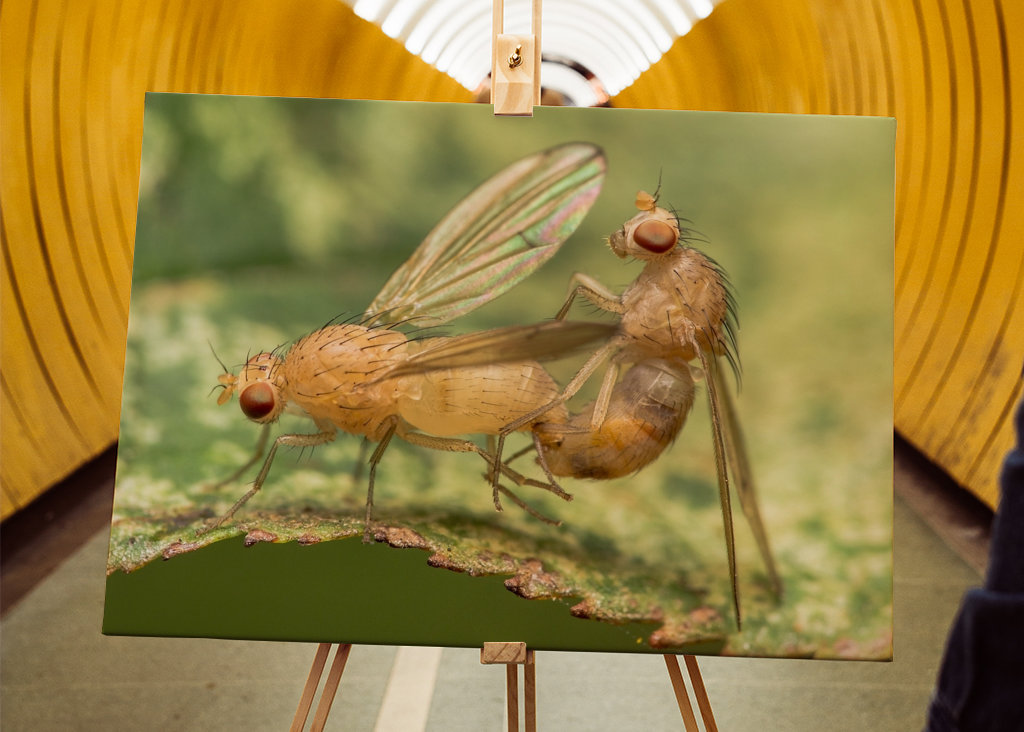 Drosophila Melanogaster