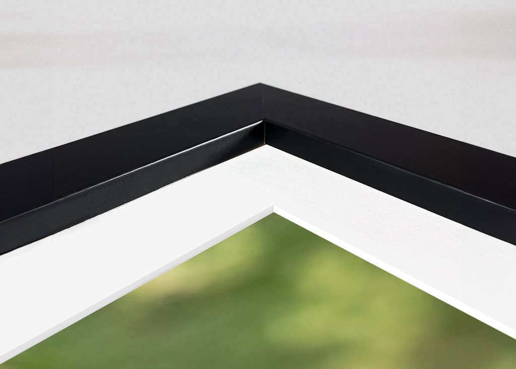 Drosophila Melanogaster