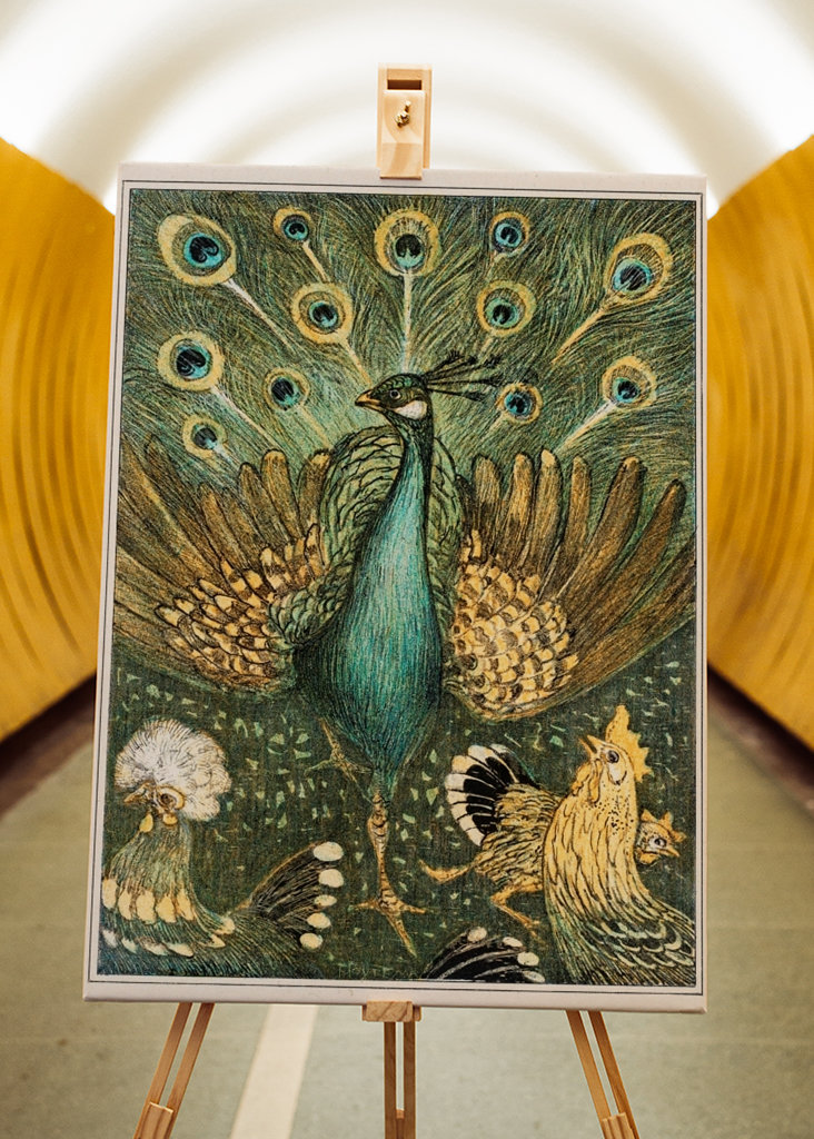 peacock and chickens