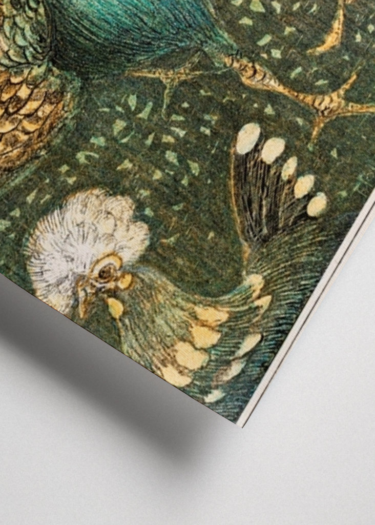 peacock and chickens