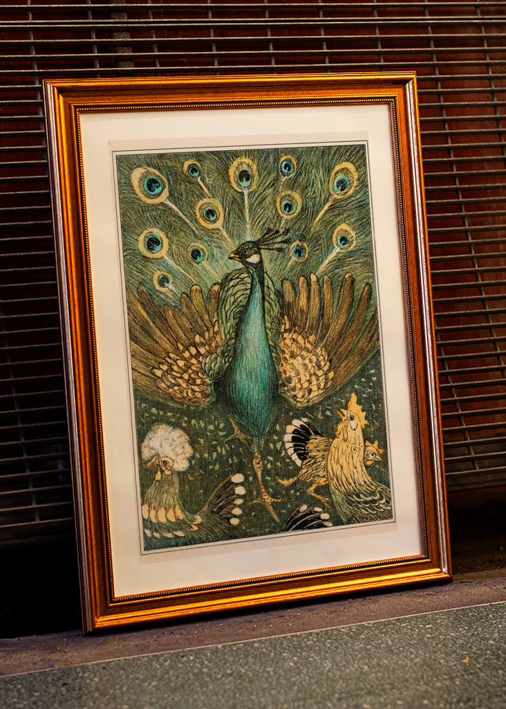 peacock and chickens
