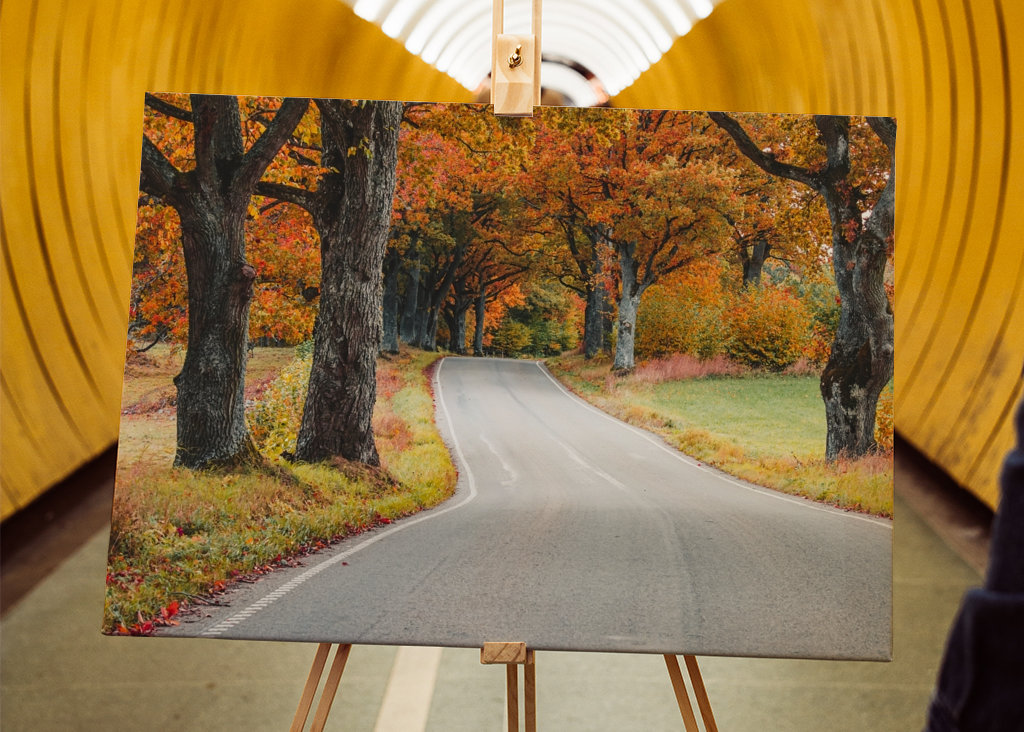 A road through a fores of oaks