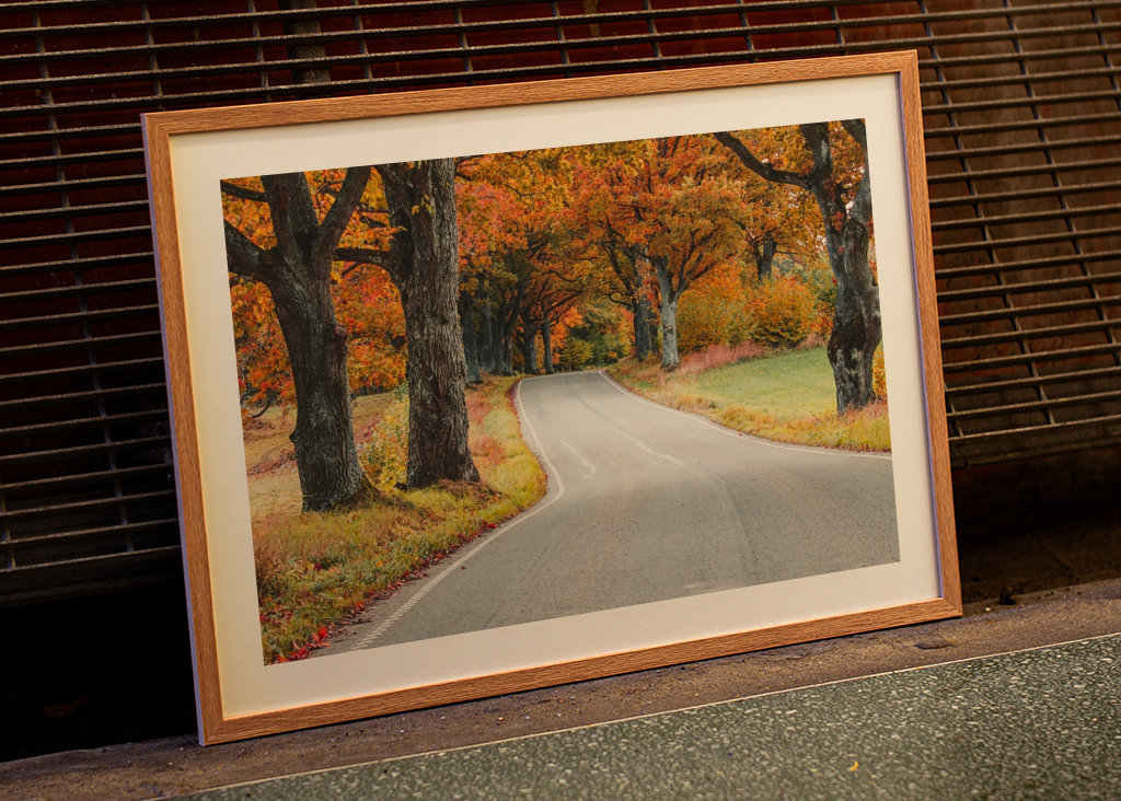 A road through a fores of oaks