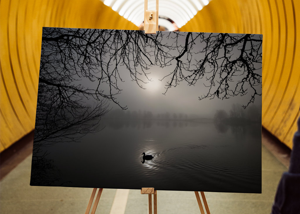 A mallard swimming in the fog