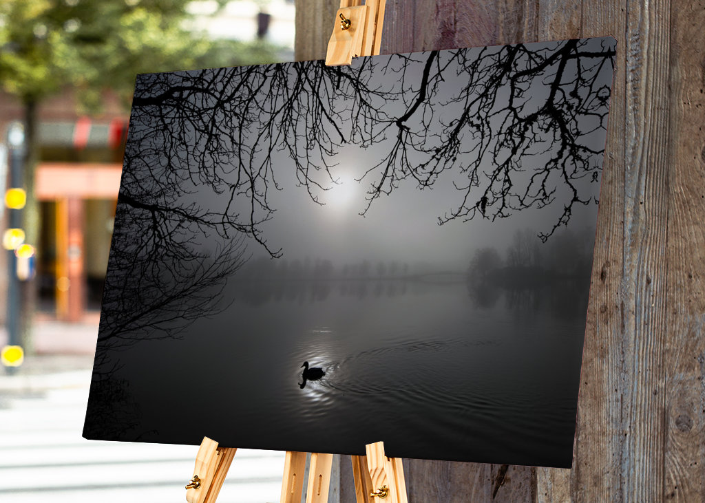 A mallard swimming in the fog