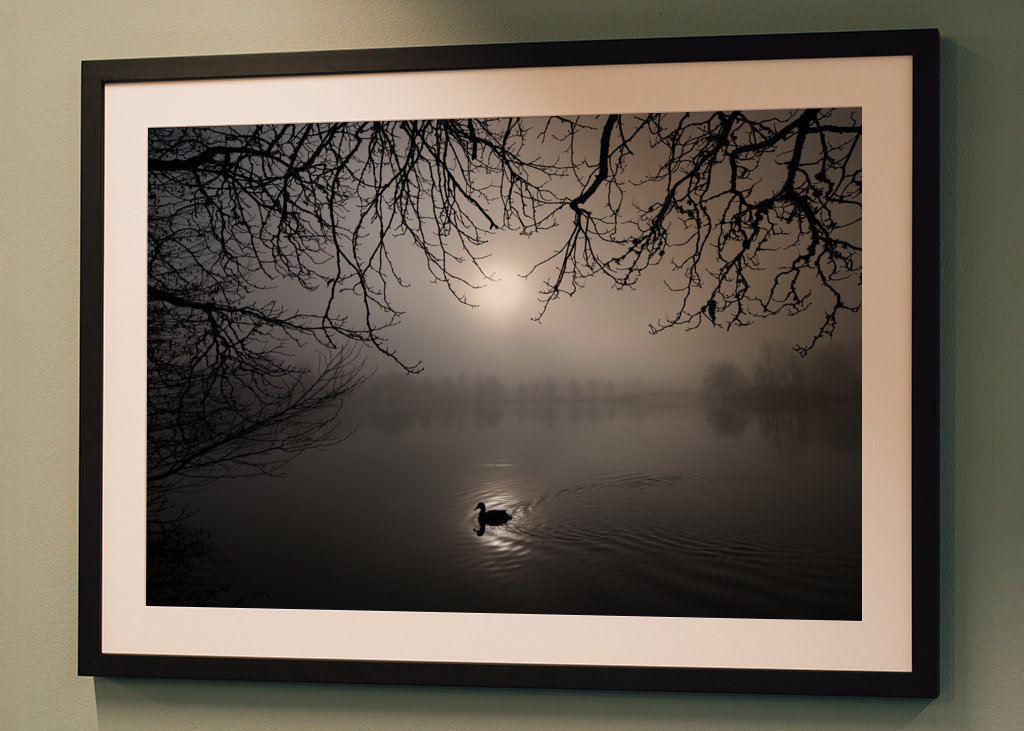 A mallard swimming in the fog