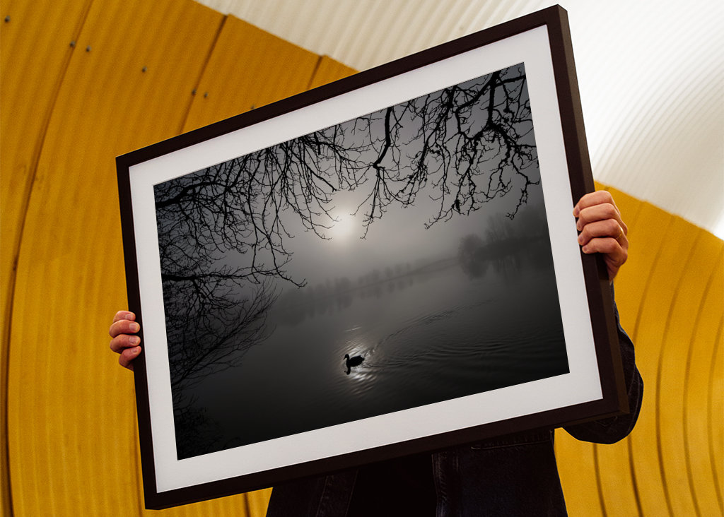 A mallard swimming in the fog