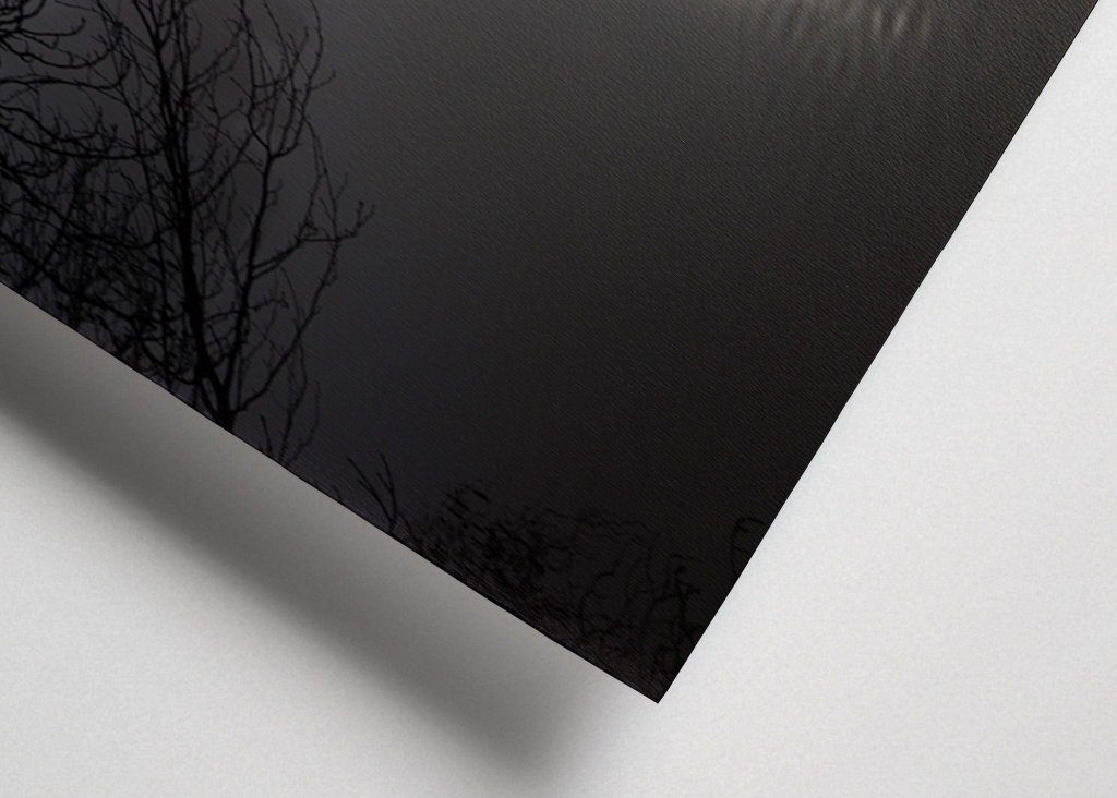 A mallard swimming in the fog