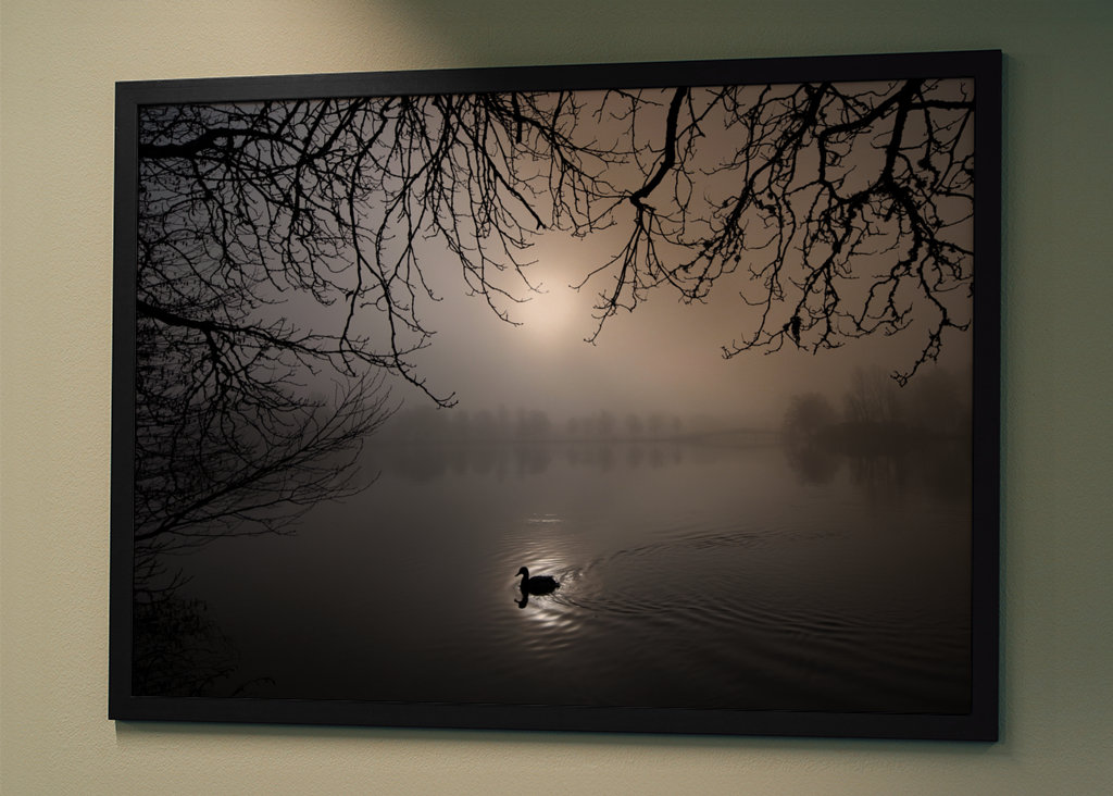 A mallard swimming in the fog