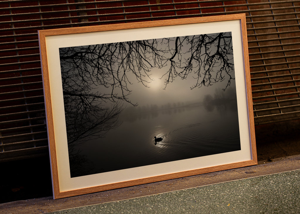 A mallard swimming in the fog