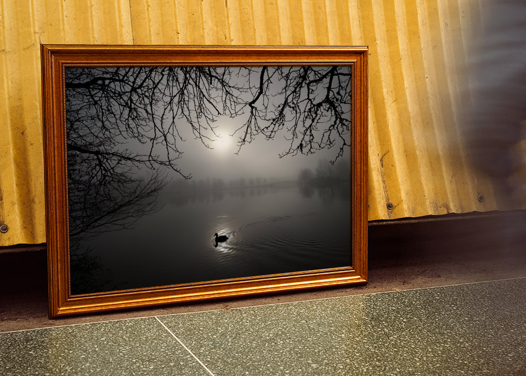 A mallard swimming in the fog