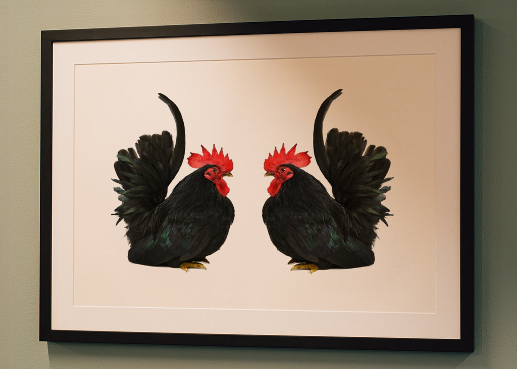 Double up black rooster